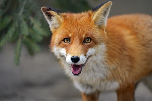 fox
