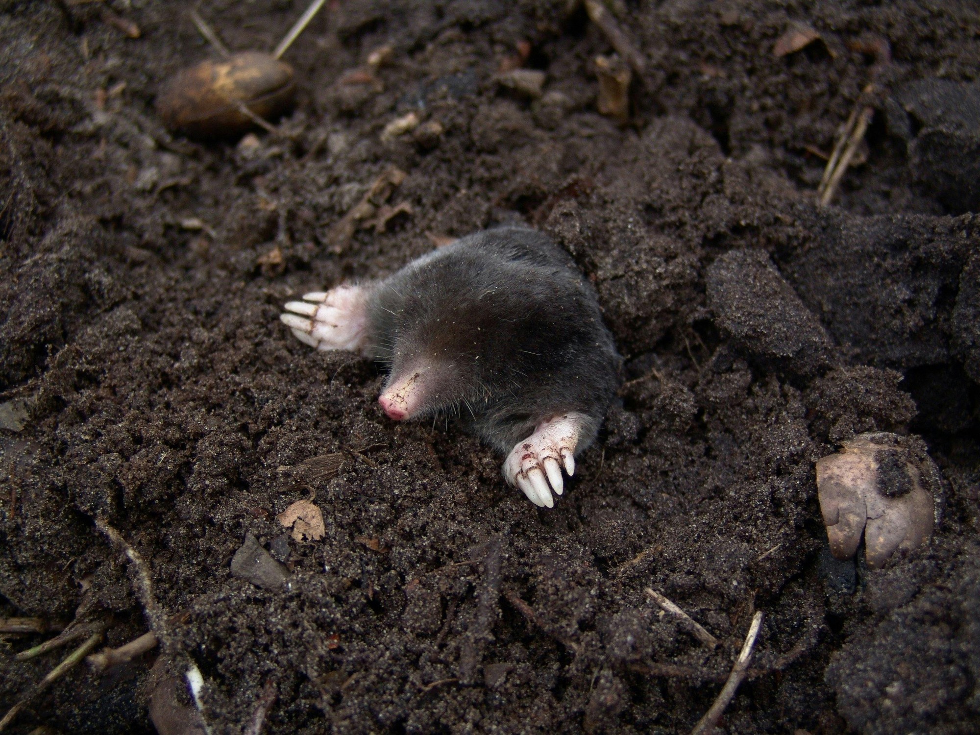 Mole Removal