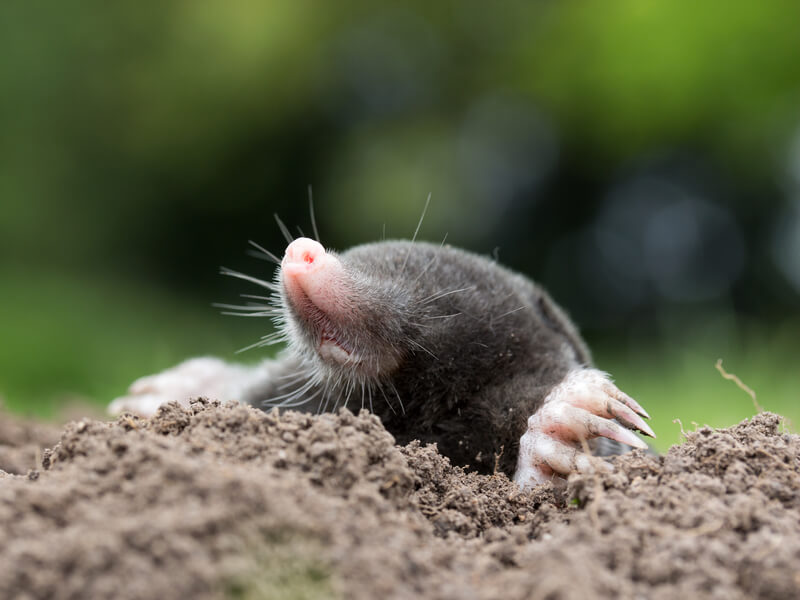 Moles And Pest Control