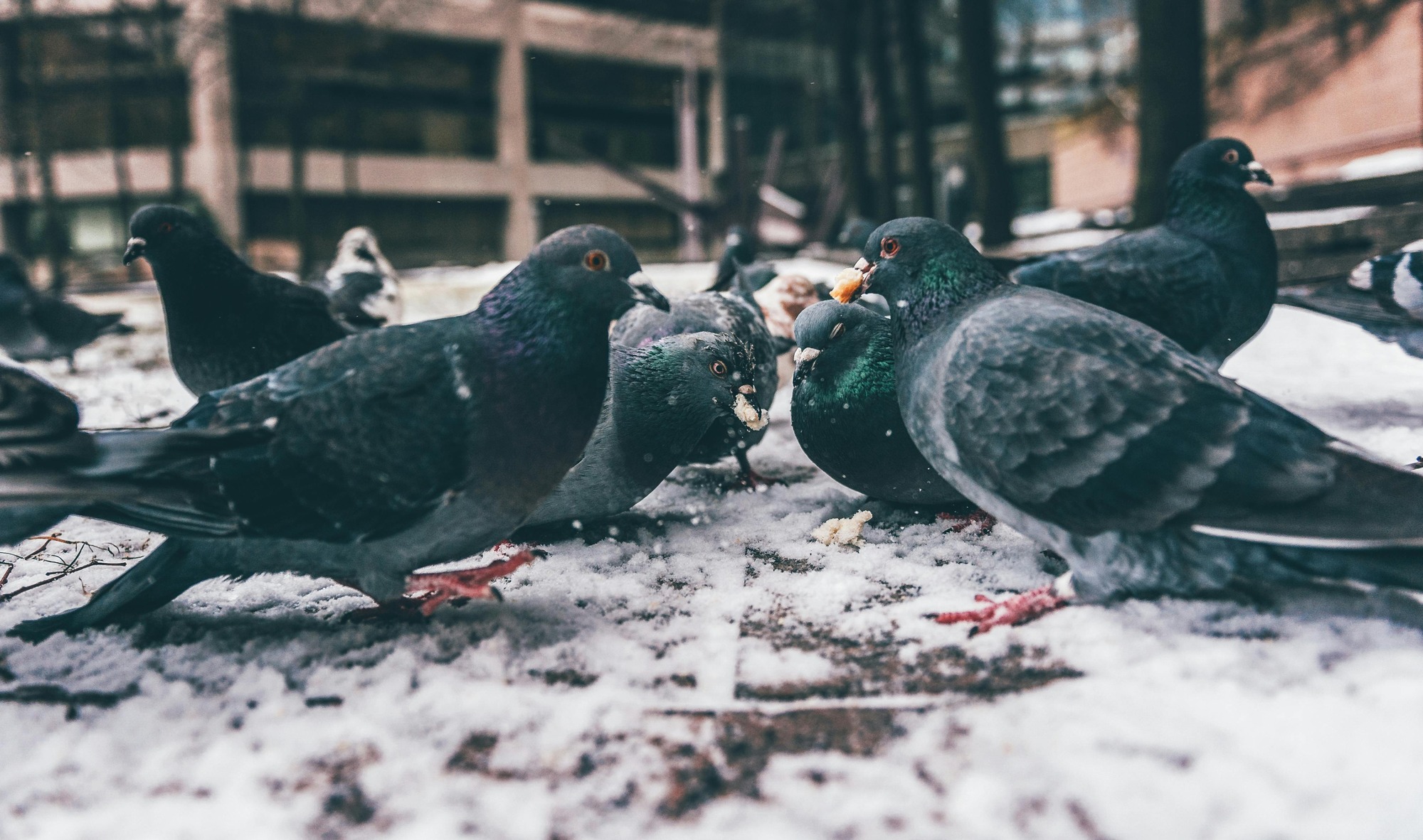 pigeons