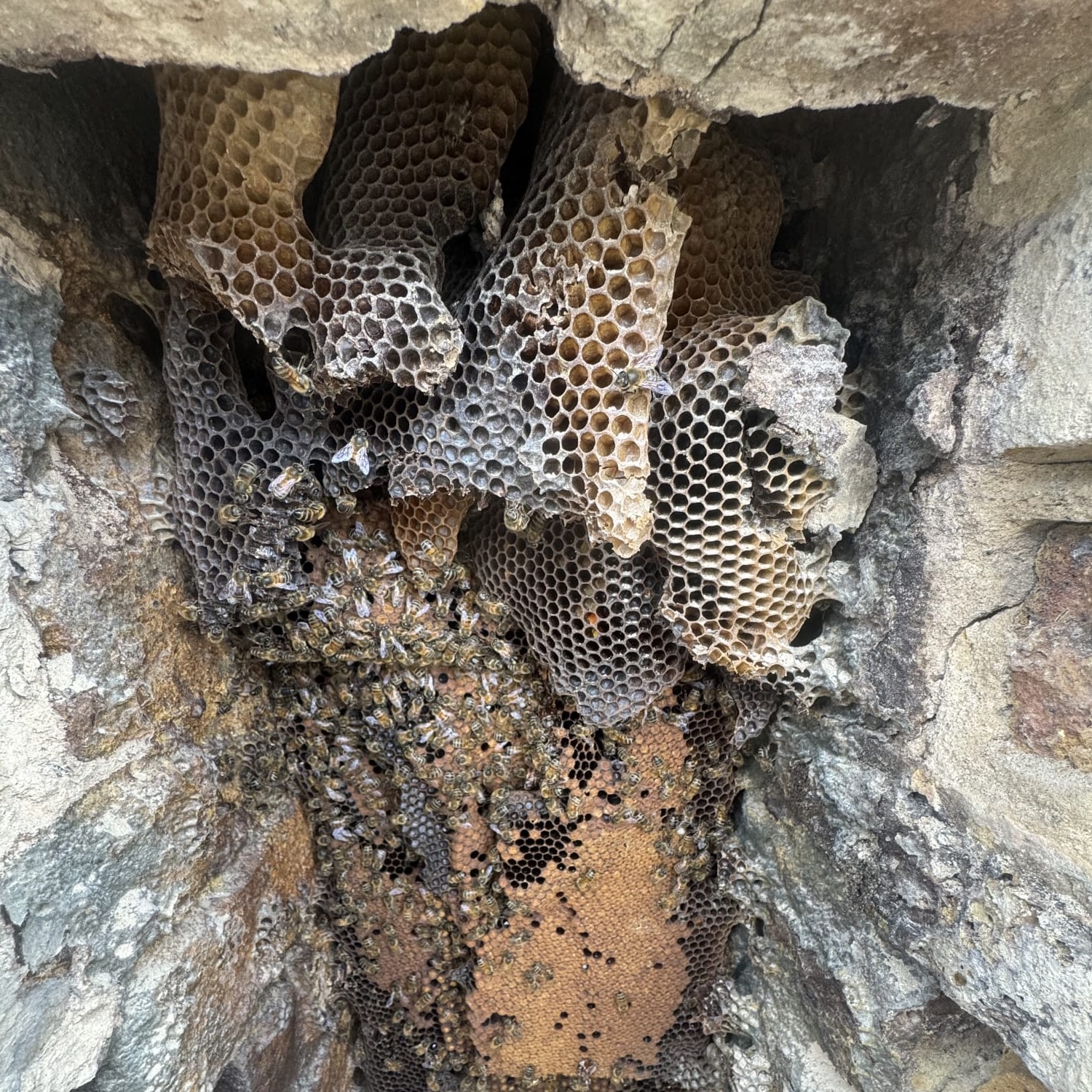 Bee nest in brickwork