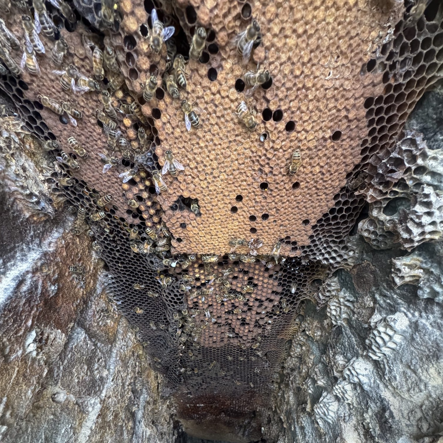 Bees in a chimney