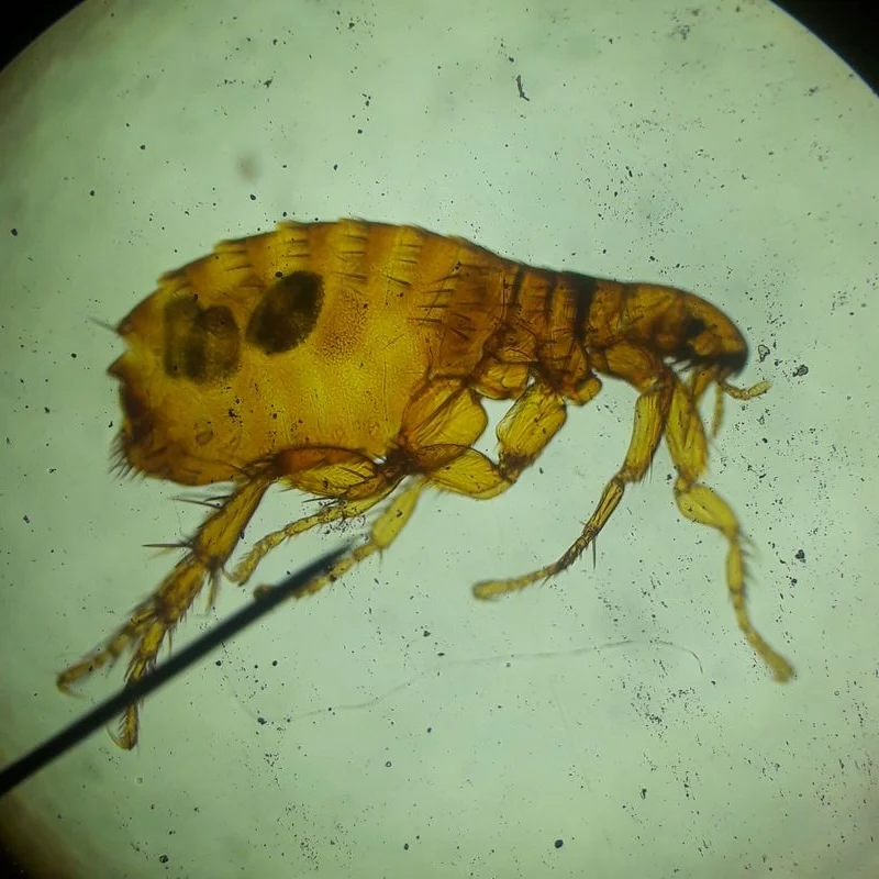 Close up of a flea under a microscope