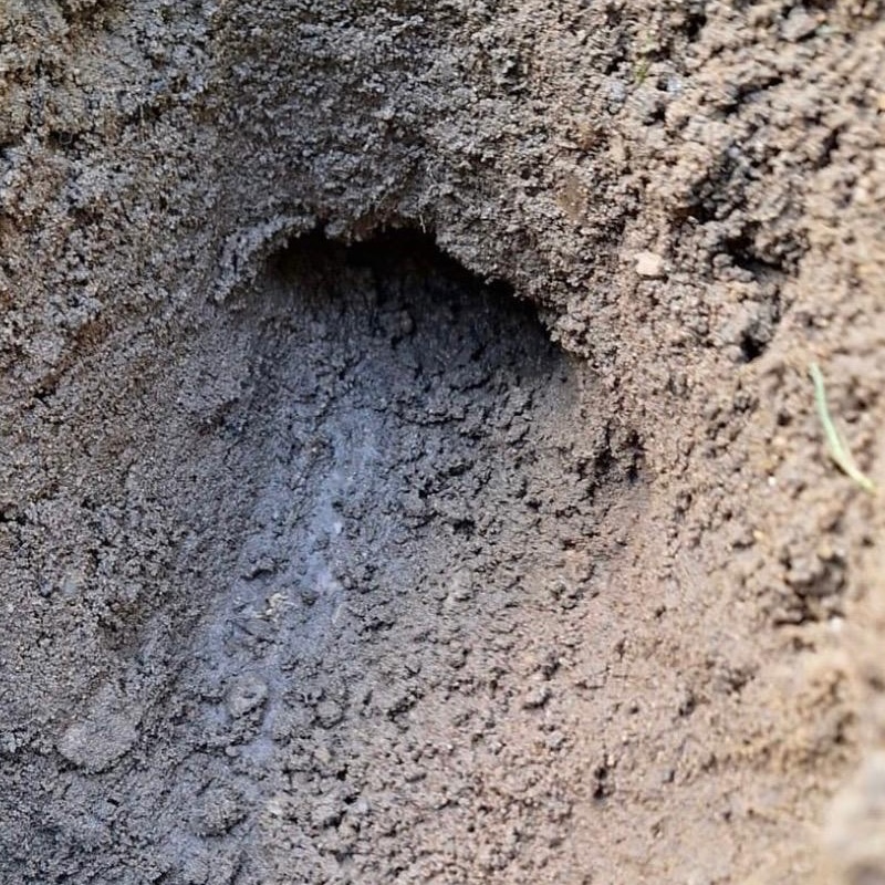 Mole tunnel