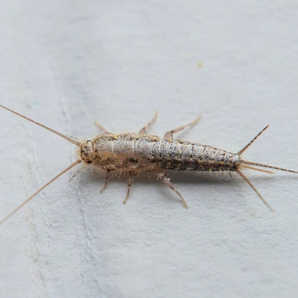 A silverfish 
