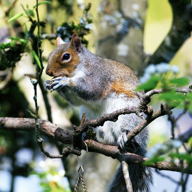 squirrel in a tree