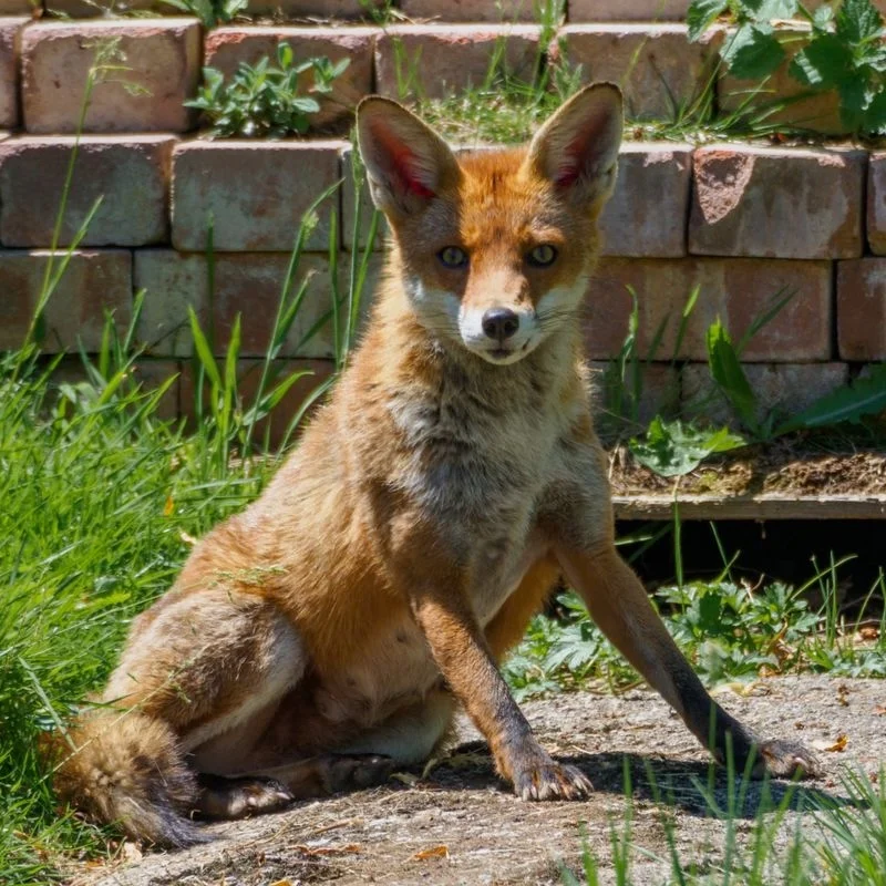 Fox in front of a brick wall staring at the camera
