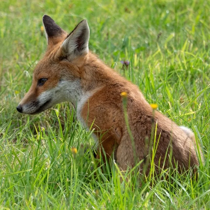 A fox sitting in the grass