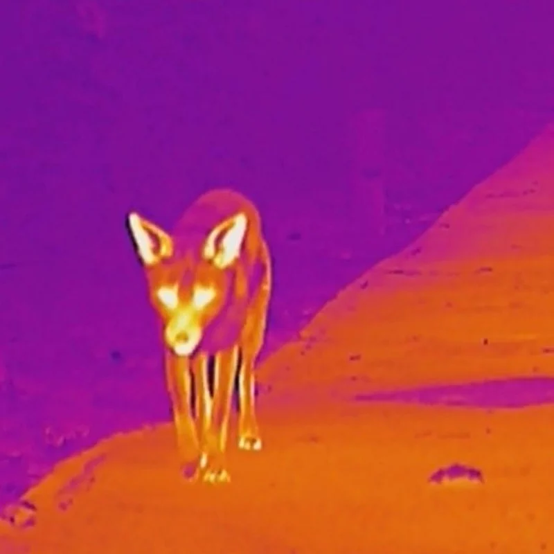 Thermal image of a fox