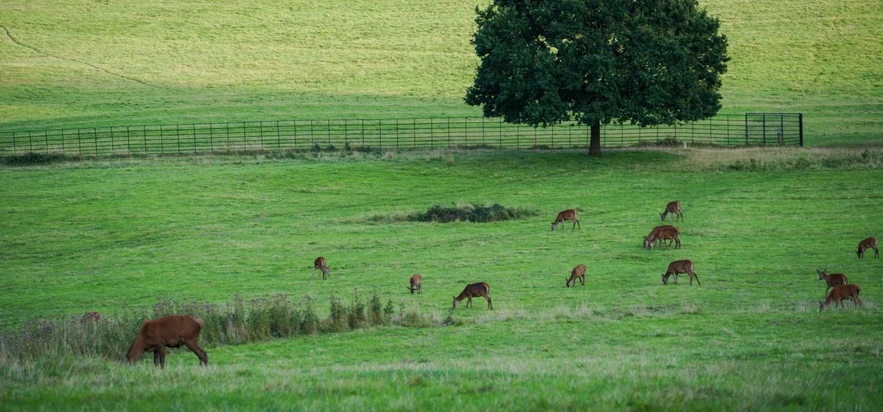 Wildlife Control