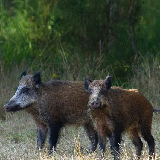 Wild boar in Kent