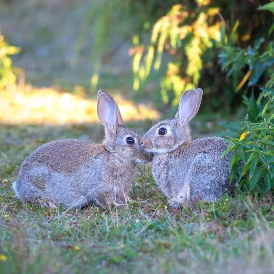 Wild rabbits in a garden in Kent 